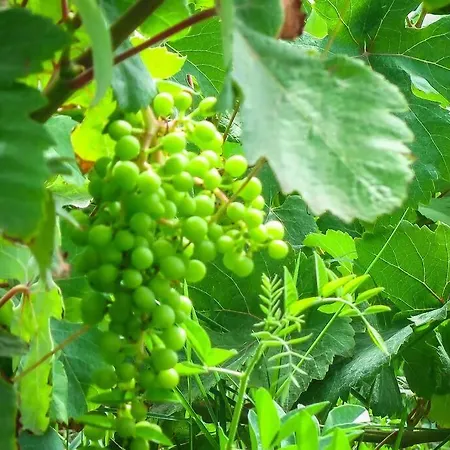 Вилла Rania: ευάερη με θέα τη θάλασσα